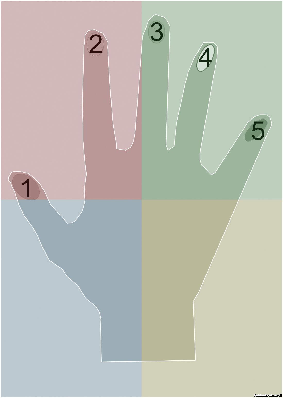 На рисунке дано изображение ладони для упражнения, известного под названием «часы на руке». Даны также номера пальцев от одного (большой палец) до пяти (мизинец)