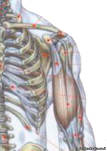 мышцы и кости в плечевом сегменте