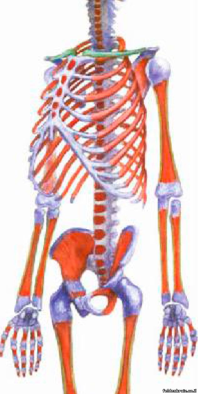 Скелет с указанием на строение плечевого сустава